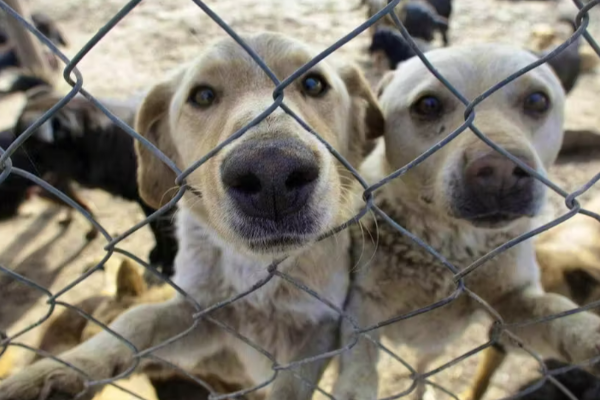 சுவிட்சர்லாந்தில் கருணைக்கொலை செய்யப்பட்ட 120 நாய்கள்: அதிர்ச்சியை ஏற்படுத்தியுள்ள செய்தி | 120 Dogs Euthantized In Canton