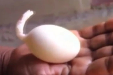 இலங்கையில் கோழி இட்ட விசித்திர முட்டை!(Video)