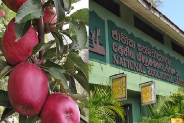 வரி அதிகரிப்பு - இறக்குமதியான அப்பிள்கள் மிருககாட்சிசாலைக்கு கையளிப்பு (படம்)
