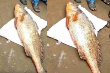 மீனவர்கள் வலையில் சிக்கிய அரிய வகை மீன்; குவிந்த மக்கள் கூட்டம்! விலை என்ன தெரியுமா?