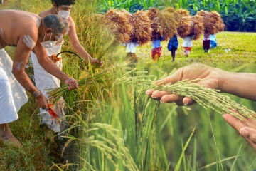 நாடு முழுவதும் 143 இடங்களில் நாளை நெல் கொள்முதல் ஆரம்பம்