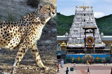 5 வயது சிறுவனை வாயில் கவ்விக் கொண்டு ஓடிய சிறுத்தை: திருப்பதி மலைப்பாதையில் பரபரப்பு