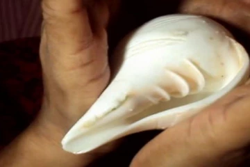 சங்குகள் எப்படி இனப்பெருக்கம் செய்யும் தெரியுமா? கடலுக்குள் இத்தனை அதிசயங்கள் நிகழுமா ?