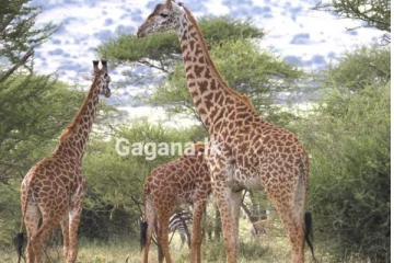 මාලයක් සෑදීමට ජිරාෆ් අසූචි රැගෙන ආ කාන්තාවට සිදුවූ දේ - වාර්තා වන අපූරු පුවත..