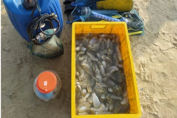 யாழ். குருநகரில் கடலட்டைகளுடன் 6 பேர் கைது (Photo)