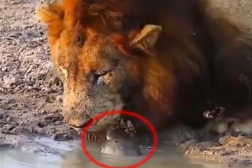 தண்ணீர் அருந்திய சிங்கம்! விடாமல் துரத்தி துரத்தி முத்தம் கொடுத்த ஆமை: வேற லெவல் காட்சி