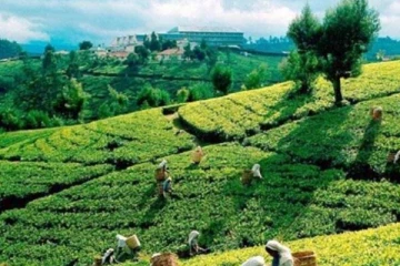 தேயிலை விலையில் சாதனைப் புரிந்த இலங்கை