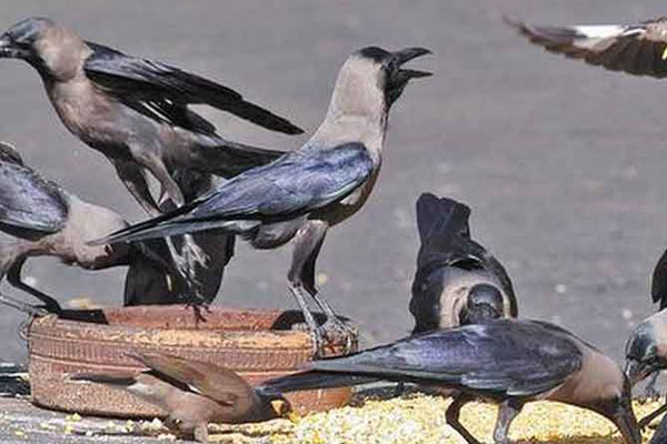 தினமும் காலையில் காகத்திற்கு இதை மட்டும் கொடுங்கள் | Give Only This To The Crow Every Morning