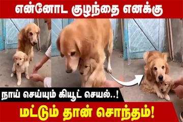 குழந்தையை விளையாட அனுமதிக்காத தாய்: இணையத்தை கலக்கும் நாயின் க்யூட் வீடியோ