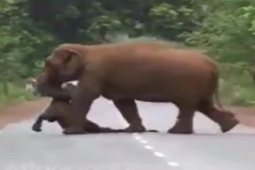 இறந்த குட்டியை பிரிய முடியாது உடலை சுமந்து செல்லும் தாய் யானை... இதயத்தை நொருக்கும் காட்சி