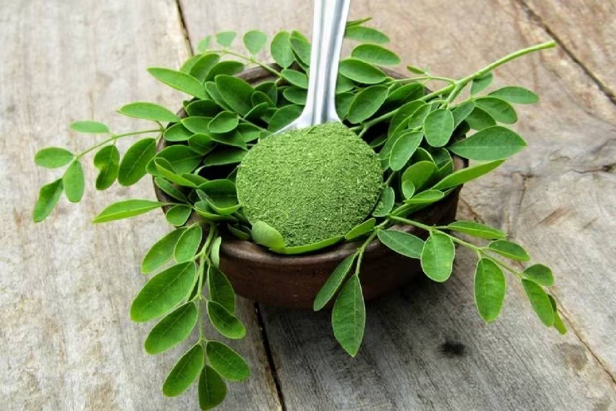 தினமும் முருங்கை இலை மென்று சாப்பிட்டால் கிடைக்கும் அற்புத நன்மைகள்! என்னென்ன தெரியுமா? | Amazing Health Benefits Of Eating Drumstick Leaves தினமும் முருங்கை இலை மென்று சாப்பிட்டால் கிடைக்கும் அற்புத நன்மைகள்! என்னென்ன தெரியுமா? | Amazing Health Benefits Of Eating Drumstick Leaves