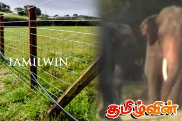 சட்டவிரோத மின்சார வேலியால் காவு கொள்ளப்பட்ட இலங்கையின் மிகவும் அழகான யானை