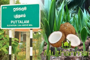 புத்தளத்தில் தெங்கு பயிர்ச் செய்கை பாதிப்பு:விடுக்கப்பட்டுள்ள கோரிக்கை