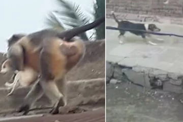 250 நாய்களை கட்டிடத்தின் உச்சிக்குத் தூக்கிச் சென்று வீசியெறிந்து கொன்ற குரங்குகள்... அச்சத்தை ஏற்படுத்தியுள்ள ஒரு தகவல்