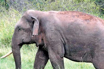 யானையை படம் எடுக்க முயற்சி! தாக்குதலுக்கு இலக்கான ஊக்ரைன் தம்பதி