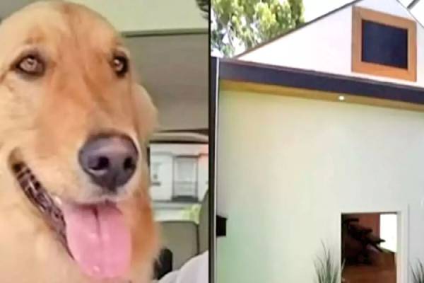 youtuber built a rs 16.5 lakh house for his dog youtuber built a rs 16.5 lakh house for his dog