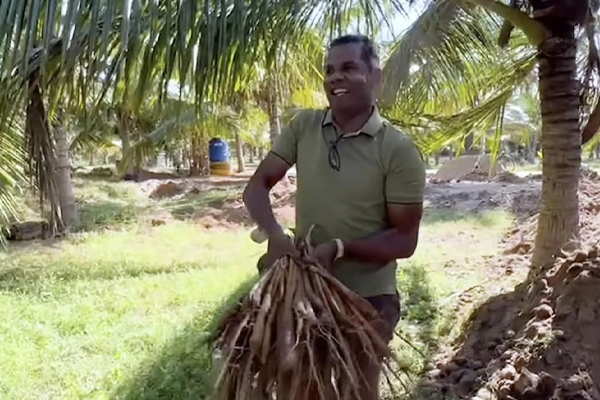 இயற்கை விவசாயப் பண்ணையில் 25,000 வரையான பனங்கிழங்குகள் அறுவடை | Harvest Up To 25000 Papayas In An Organic Farm