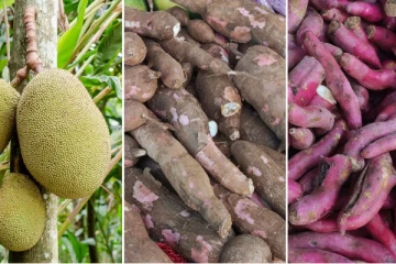 අධික ලෙස ඉහළ ගිය කොස් මඤ්ඤොක්කා සහ බතල මිල..