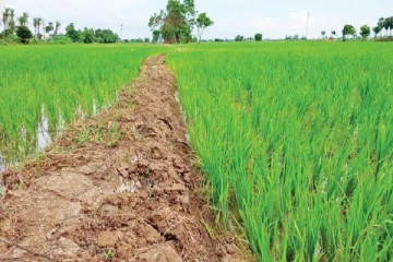 பின் வாங்கிய மத்திய அரசு..! தமிழகத்தின் டெல்டா மாவட்டங்களில் நிலக்கரி எடுக்கும் திட்டத்தை கைவிடுவதாக அறிவிப்பு