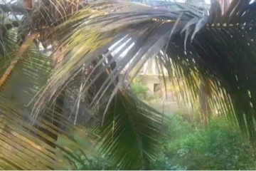 கந்தளாய் தென்னை மரங்களில் வெண்ணிற ஈ தாக்கம் அதிகரிப்பு! விவசாயிகள் கவலை (video)