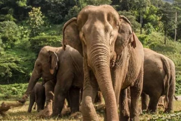 காணாமல் போகும் கானகத்தின் வேர்கள் : யானைகள் தின சிறப்பு தொகுப்பு