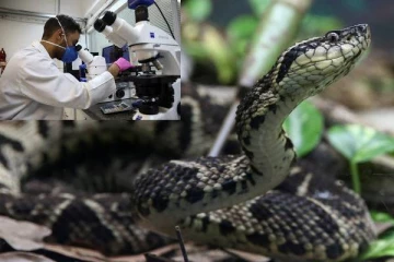பாம்பின் விஷம் கொரோனாவை கடுப்படுத்தும்;  ஆராய்ச்சியாளர்கள் கண்டுபிடிப்பு