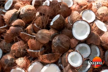 මෙන්න පොල් ගැන සතුටු හිතෙන ආරංචියක්...