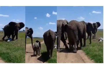 பிரசவித்த யானை... - ஓடி வந்து ஒலி எழுப்பி கொண்டாடிய யானைக் கூட்டம் - வைரலாகும் அபூர்வ வீடியோ