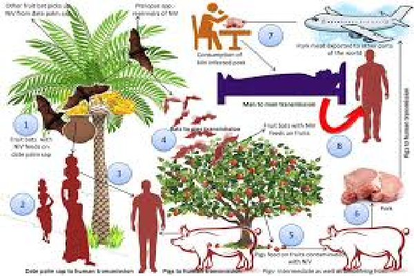 இந்தியாவில் பரவும் கொடிய நிபா வைரஸ் | Deadly Nipah Virus Spreads In India