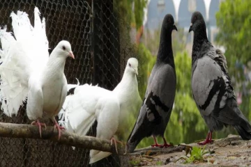 வீட்டில் புறா கூடுகட்டினால் என்ன பலன்? கட்டாயம் தெரிஞ்சிக்கோங்க