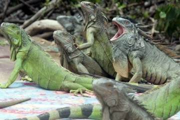 உடும்பை கொல்பவருக்கு ரூ.1,300 பரிசு - 1 லட்சம் உடும்புகளை கொல்ல அரசு திட்டம்