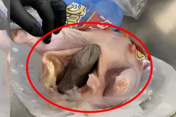 புளோரிடா விமான நிலையத்தில் கோழி இறைச்சியால் பரபரப்பு !