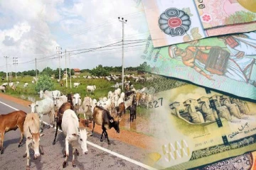 தமிழர் பகுதியில் மாடு வாங்க சென்றவருக்கு நேர்ந்த சோகம்