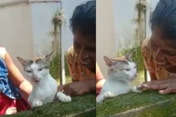 எது பூனை பேசுமா: ரியல் டாக்கிங் டாம் - வெளியான வீடியோவால் பொதுமக்கள் அதிர்ச்சி!