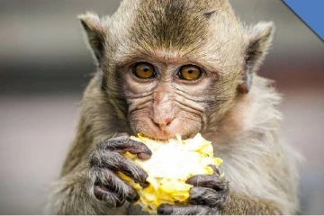 வீதிக்கு படையெடுக்கும் குரங்குகள்; காரணம் இதுதான்!