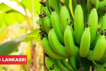 வாழைக்காயை உணவில் சேர்த்து கொள்வதால் இத்தனை நன்மைகள் கிடைக்குமா?