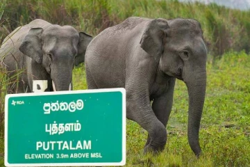 புத்தளத்தில் இரண்டு யானைகள் உயிரிழப்பு