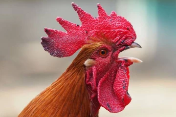 சேவலை தேசிய பறவையாக வைத்திருக்கும் நாடு.., எது தெரியுமா?