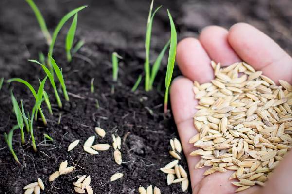 விவசாயிகளுக்கு பேரிடியான தகவல் | Seeds Shortage Farmers Srilanka