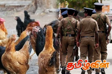 அச்சுவேலியில் பெண் தலைமைத்துவ குடும்பத்தின் கோழிகளுக்கு விஷம் வைத்த விசமிகள்!