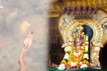 யாழ். பிரபல அம்மன் ஆலயத்தில் காட்சி தந்த சிவப்பு நாகம்! பக்தர்கள் பரவசம்