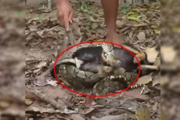 நாயை டிராகன் போல் விழுங்க பிளான போட்ட மலைப்பாம்பு! நெட்டிசன்களை ஓட விட்ட காட்சி..