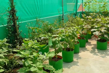 வீட்டு தோட்டம் ஒன்றில் கஞ்சா பயிர்செய்கை