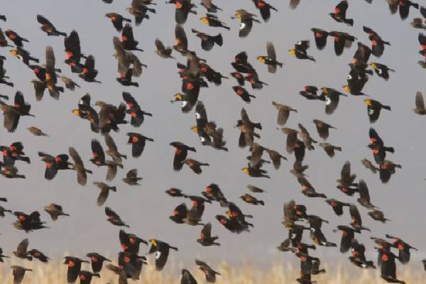 சிறுமியை காட்டிற்குள் இழுத்துச் சென்ற சிறிலங்கா இராணுவ அதிகாரி கைது | Sri Lanka Army Officer Arrested For Dragging Girl