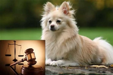 கிளிநொச்சியில் இப்படியும் ஒரு சம்பவம் : நாயால் நீதிமன்ற படியேறிய குடும்பத்தினர்