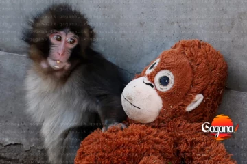 ලෝකෙම හඬවපු පුංචි පන්ච්ගේ කතාව - පුංචි බෝනික්කෙක්ගෙන් ආදරේ හොයන සංවේදී දර්ශන සමාජ මාධ්‍ය කළඹයි[VIDEO]