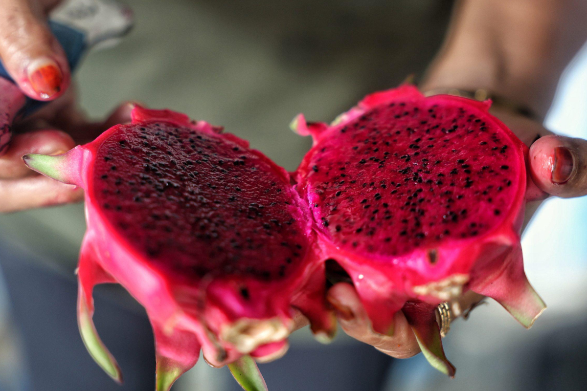 ஆரோக்கியம் முதல் அழகு வரை; டிராகன் பழத்தின் நன்மைகள்! | Health And Beauty Tips Benefits Of Dragon Fruit ஆரோக்கியம் முதல் அழகு வரை; டிராகன் பழத்தின் நன்மைகள்! | Health And Beauty Tips Benefits Of Dragon Fruit