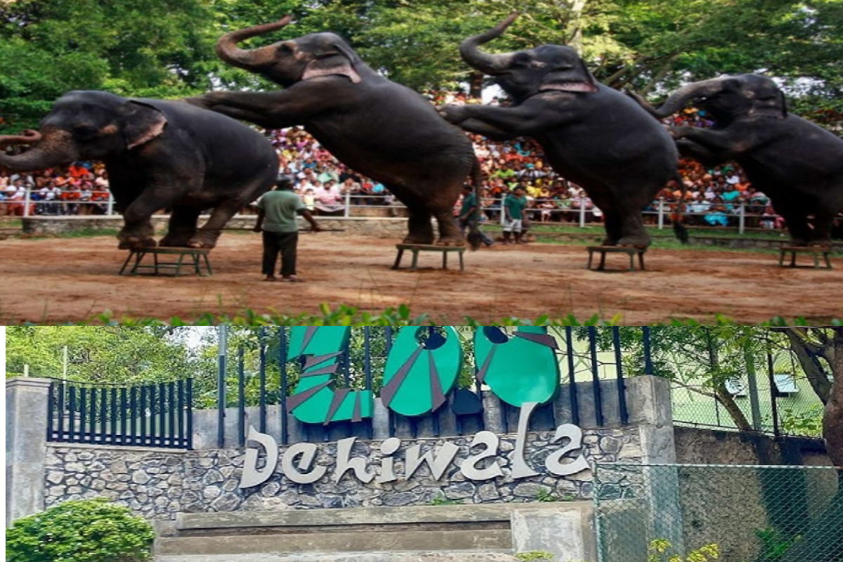 ஒரேநாளில் தெஹிவளை மிருகக்காட்சிசாலையில் பல மில்லியன் வருமானம் ! | Dehiwala Zoo Earns Millions In A Single Day ஒரேநாளில் தெஹிவளை மிருகக்காட்சிசாலையில் பல மில்லியன் வருமானம் ! | Dehiwala Zoo Earns Millions In A Single Day