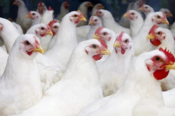 முதல் முறையாக பறவைக் காய்ச்சலால் ஒருவர் உயிரிழப்பு