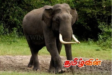 சொகுசு காரில் யானை மோதி விபத்து